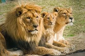 FAMILIA DE LEONES AFRICANOS