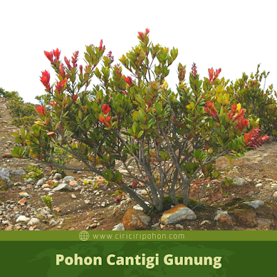 Ciri Ciri Pohon Cantigi Gunung