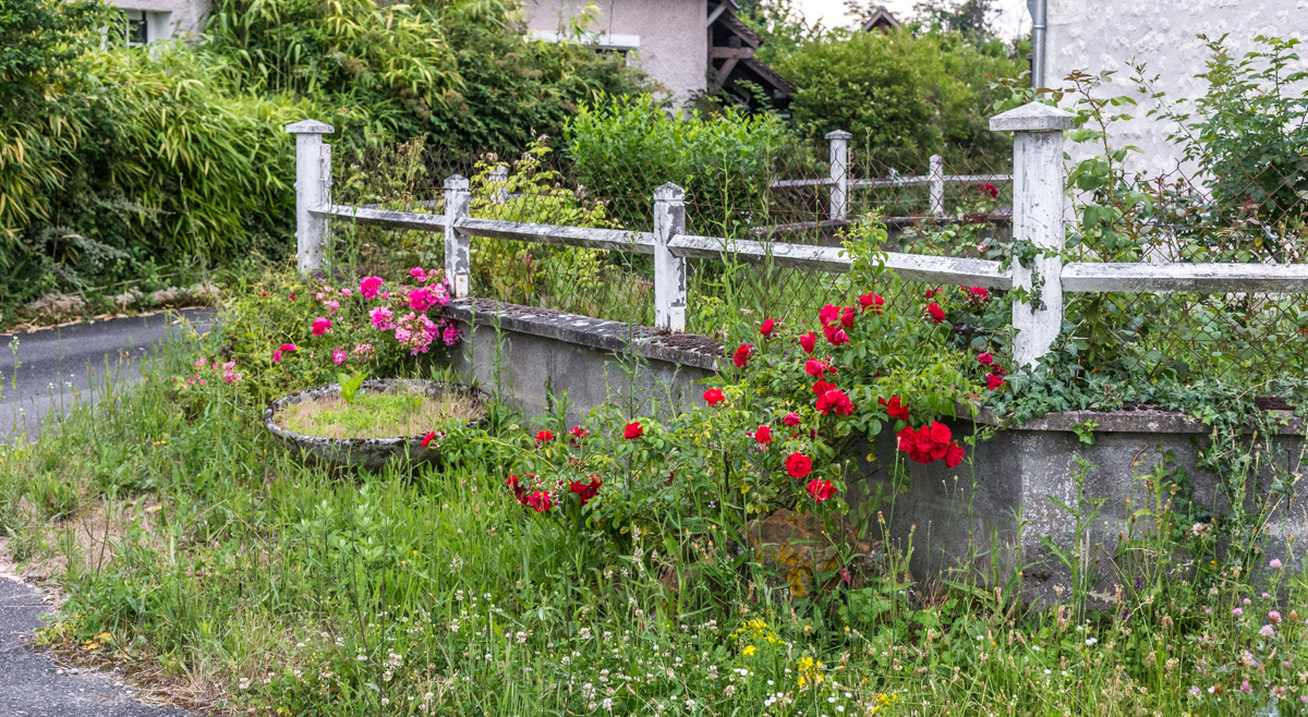wcs Roses among the weeds