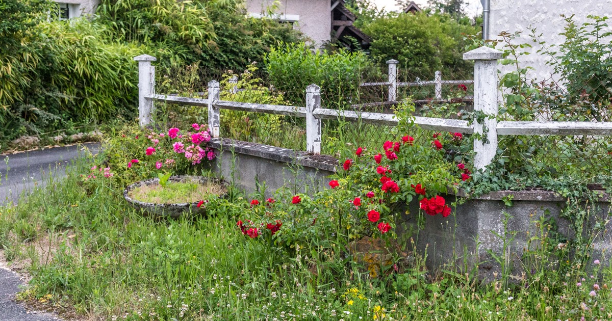 wcs Roses among the weeds
