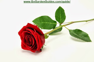Picture of a Red Rose Laying on White Background