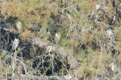 Martinet de nit (Nycticorax nycticorax)