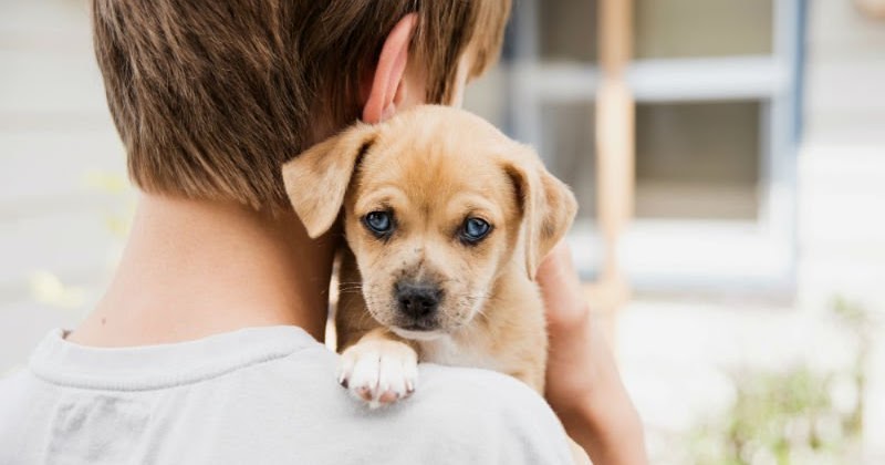 Nao posso mais cuidar do meu cachorro Clearance