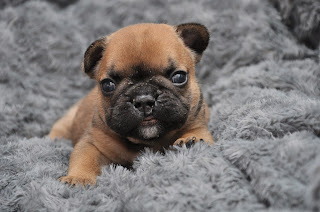 Chiot bouledogue francais corinne lemaire