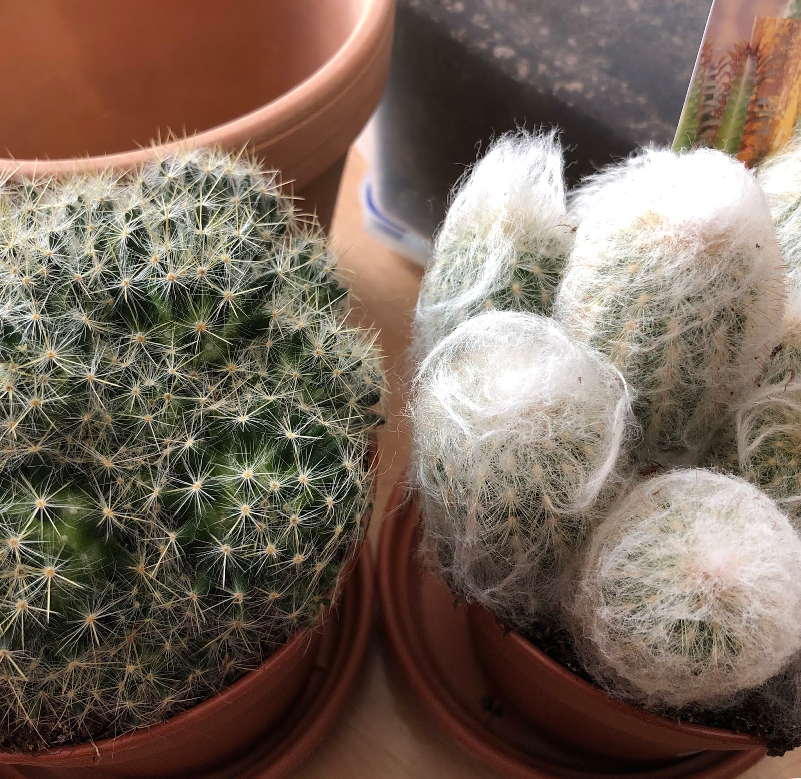 Houseplants and Indoor Succulents Morrisons Cacti