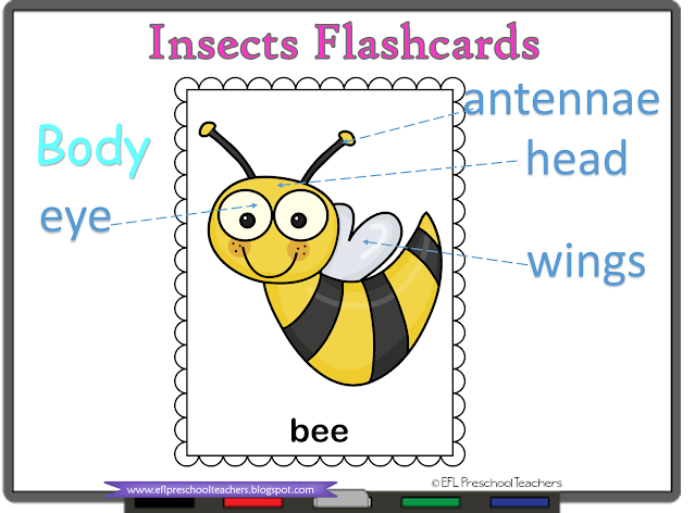 parts of the body of any insect flashcards