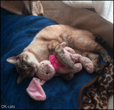 17+ Hug Before Sleep Gif Background