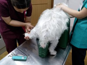 tosa em cães paralisados tosa em cães paralisados