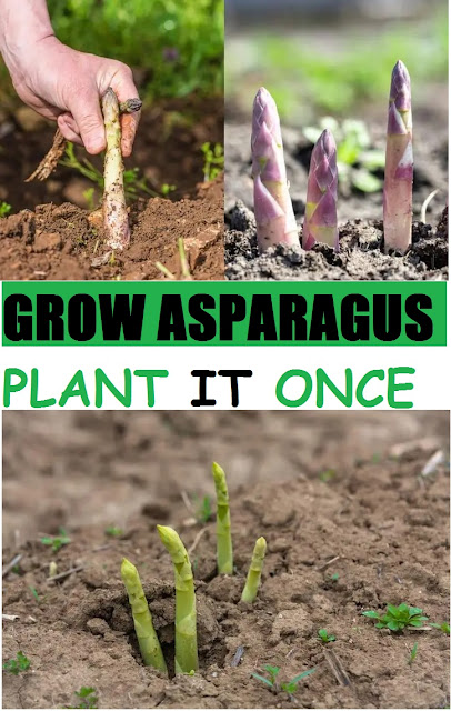 how to grow asparagus the lazy way!,how to grow asparagus from cuttings,harvesting asparagus spears,growing asparagus spears,asparagus spear,home grown aspragus,growing asparagus crowns,growing crown,drying asparagus seed,harvesting asparagus seed,asparagus seed,growing asparagus in raised beds,growing asparagus from seedlings,regrow,growing asparagus from seed in pots,how to grow asparagus from seed