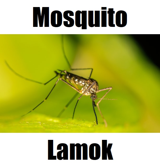 Mosquito in Tagalog