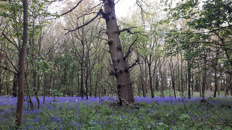 Bluebells in Metton Carr woods