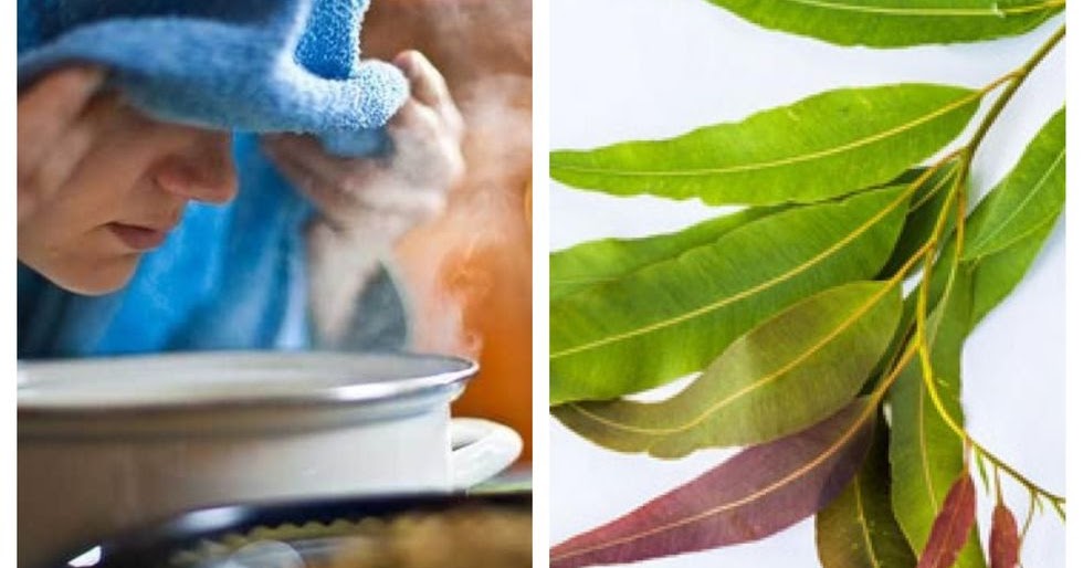 PONER A HERVIR RAMAS DE EUCALIPTO EN AGUA PARA QUE SU VAPOR DESINFECTE