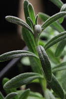 Close view of lavender plant stem tip.