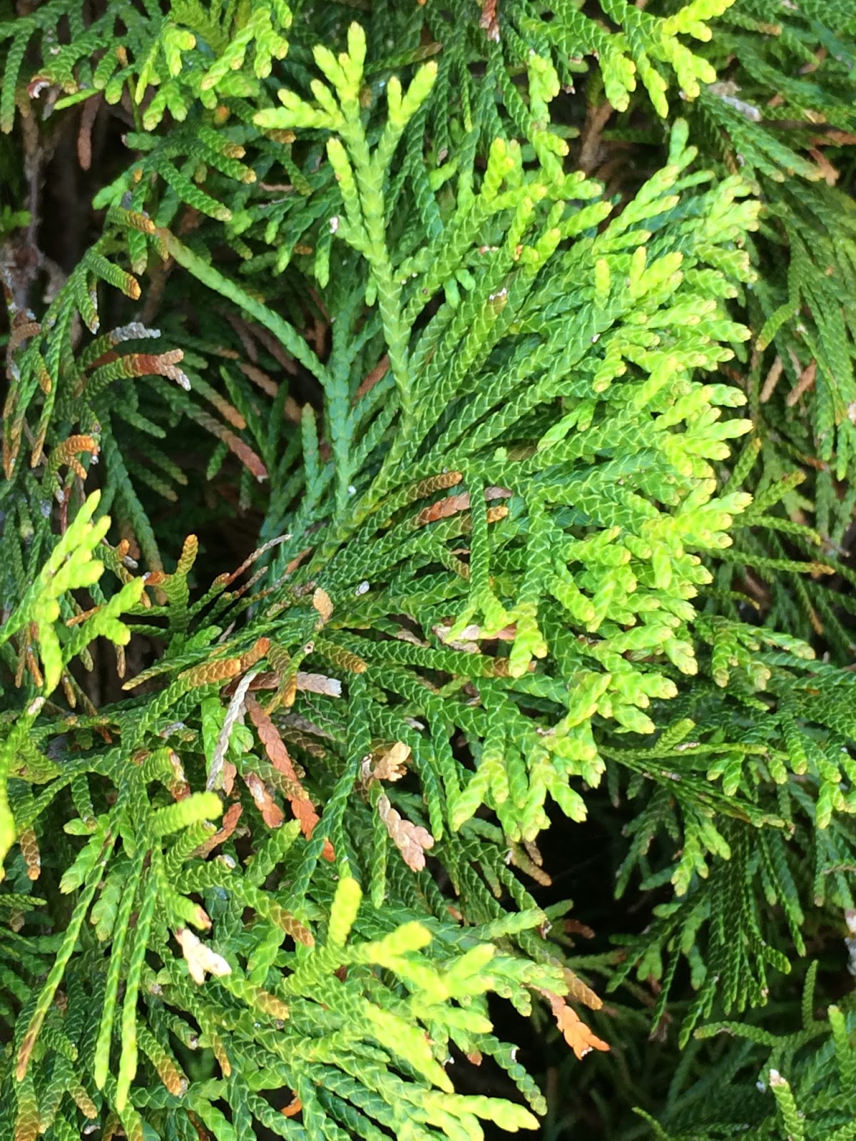 Plants Similar To Arborvitae / Pyramidal Arborvitae Plant Library