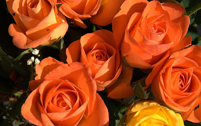 Orange roses wallpapers with yellow rose