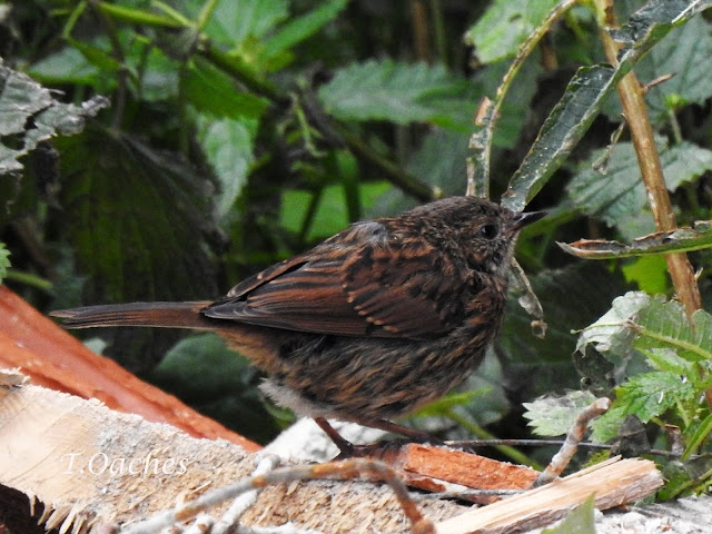 BRUMARITA DE PADURE, Prunella modularis