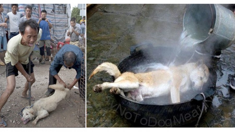 Chinese dog eating festival starts in 7 DAYS! Please take action now