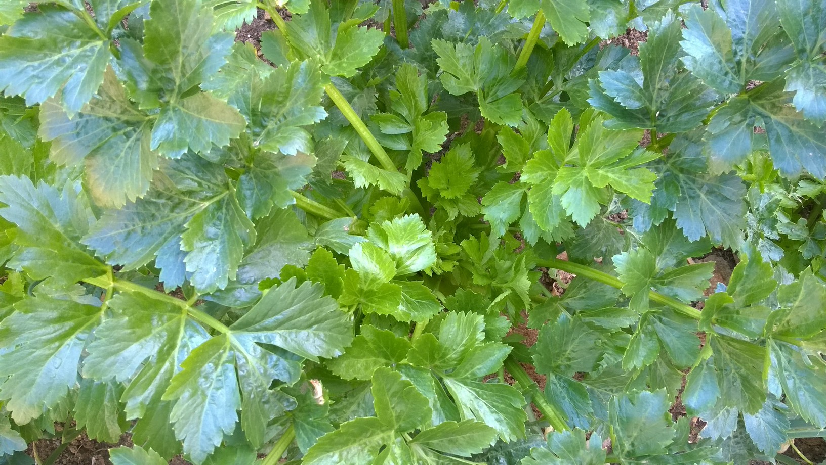 How To Grow Celery From Seeds