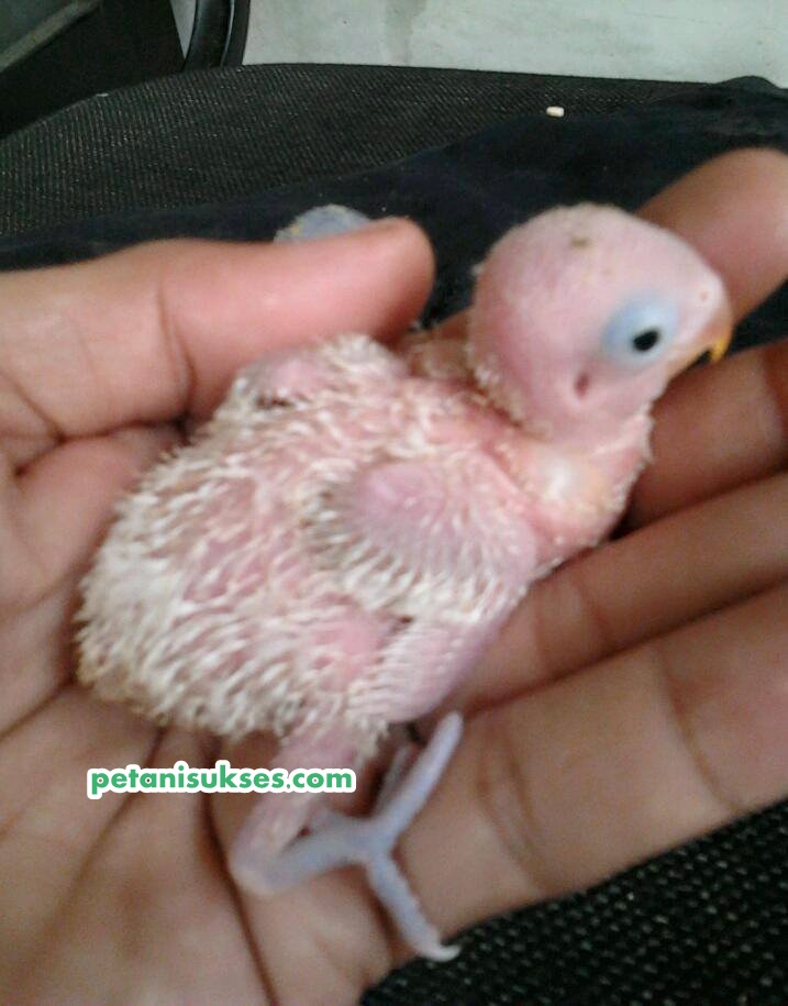 Umur berapa anakan lovebird membuka matanya sejak