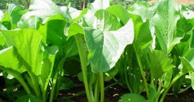 Artikel Terkait Budidaya Tanaman Sayuran Sawi