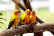 Birds Wallpaper, Blue Bird Wallpaper, Wallpapers Birds (birds wallpaper )