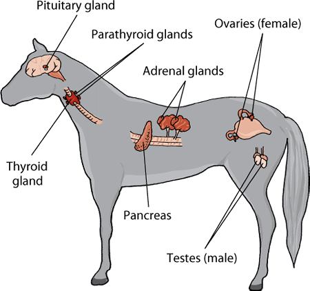 Horse Life and Love: All About The Endocrine System