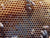 Μελισσοκομικές συμβουλές Ιουλίου