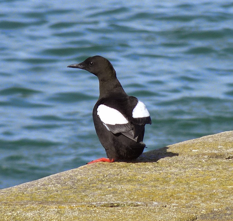Birding For Pleasure Black Guillemots are back in Bangor, Co. Down