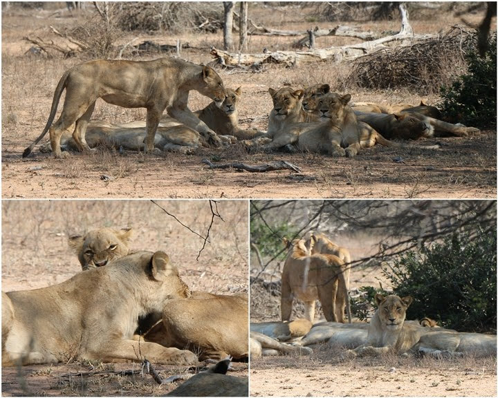 Leones de Tshokwane, Kruger