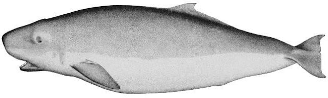 19. yüzyıldan bir Pigme ispermeçet balinası çizimi