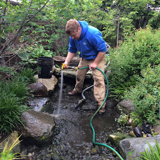 spring pond cleaning spring pond cleaning