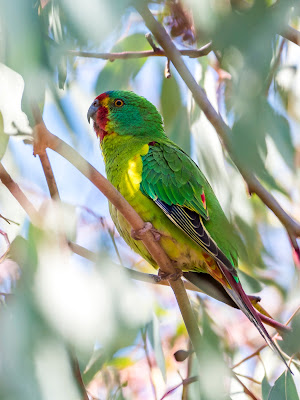 Swift Parrot (Lathamus discolor) Critically Endangered