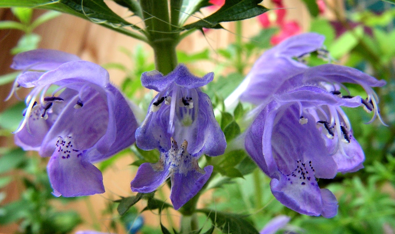 plants with dragon in the name