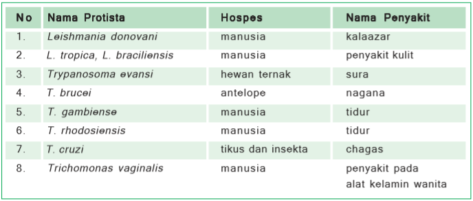 Kelompok protista yang menyerupai hewan disebut