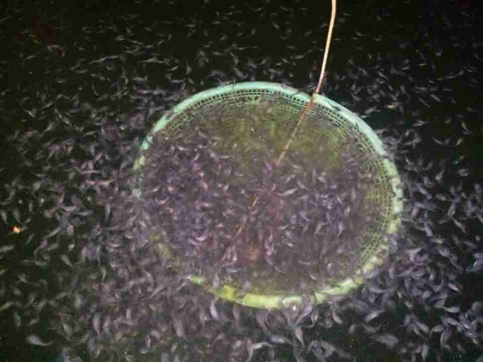 Pembuatan Pakan Larva Lele Atau Burayak Lele Masamo