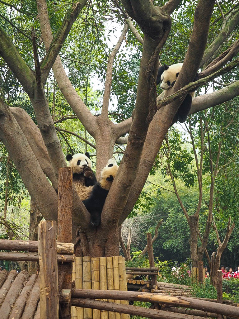 visit panda sanctuary china