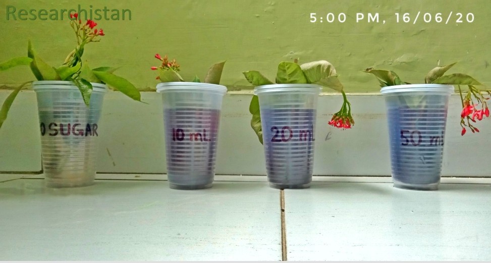 What Effect does Glucose have on Longevity of Cut Flowers