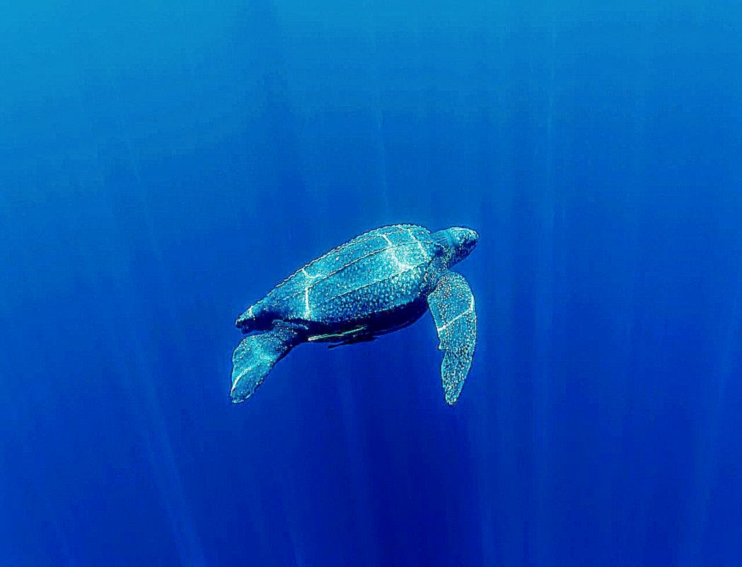 Giant Leatherback Turtles  Sky HD Wallpaper