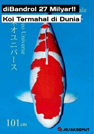 Tahu Tidak Ikan Koi Termahal Di Dunia Juga Dari Indonesia Lo Jejaksemut