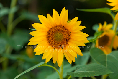 Sunflower_6958 Photo Print