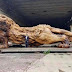 This Giant Lion Carved From A Single Tree Trunk Took 20 People Three Years To Complete (Pictures)