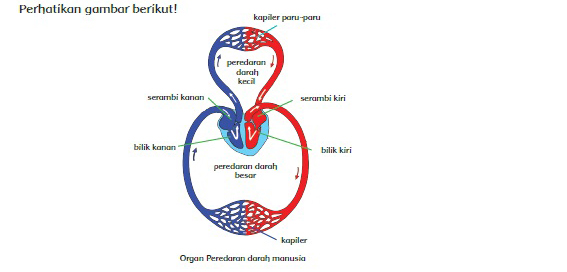 Materi Dan Kunci Jawaban Tematik Kelas 5 Tema 4 Subtema 1 Halaman 3 6 7 8 Gawe Kami