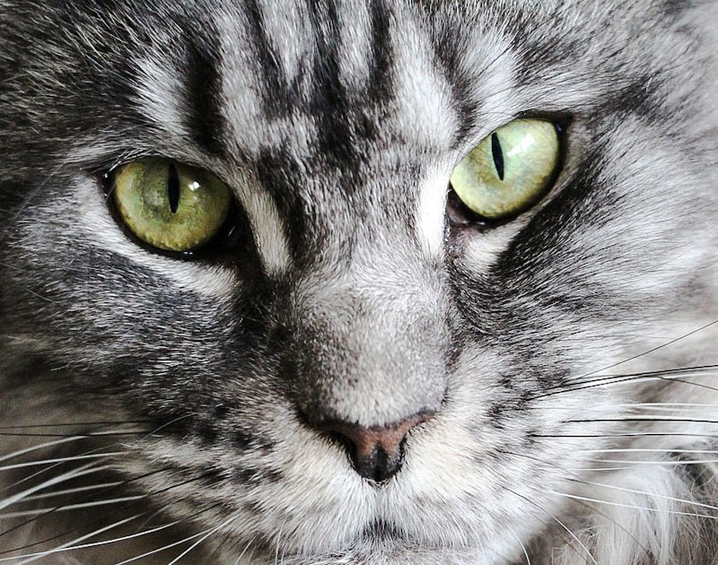 Your Maine Coon Guide