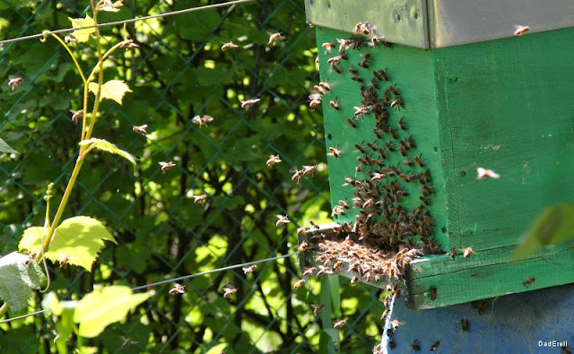 Les abeilles rentrent dans la ruche