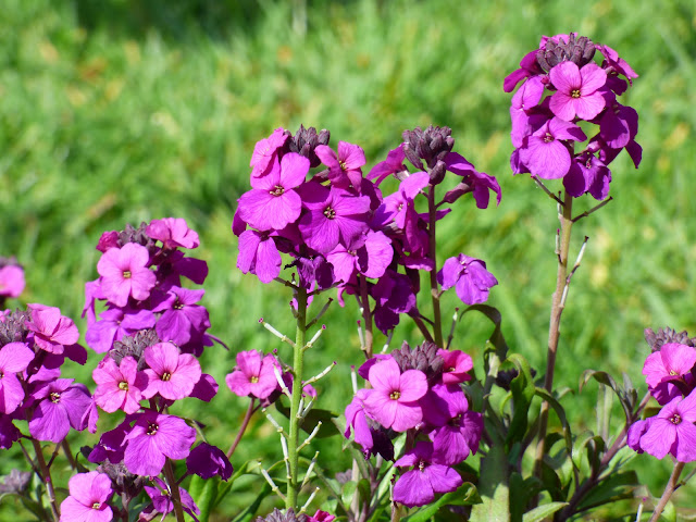 Erysium Erysium
