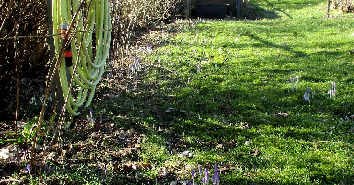 patchgarden: Frühling lässt sein blaues Band..