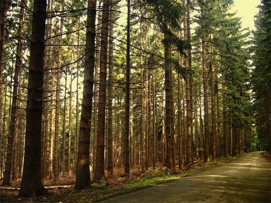 Photo showing a road going through a coniferous forest - showing the general feel that the trees are supposed o to convey.