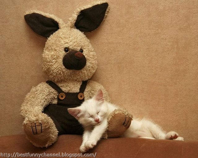 Sleeping cat and toy.