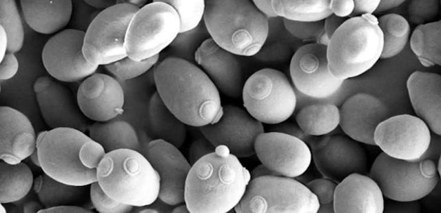 yeast cells for beer