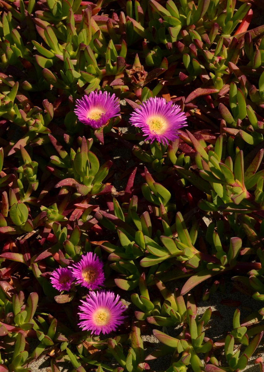 Woods Walks and Wildlife Big Lagoon